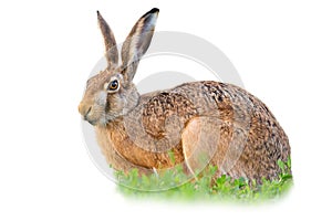 Brown hare sitting in clover isolated on white background