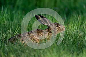 Brown hare sitting in the meadow, spring