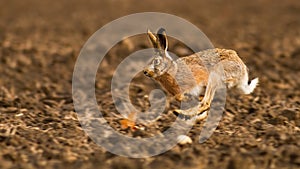 Brown hare sprinting on field in autumn sunlight.