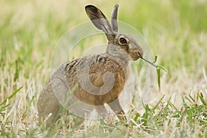 Brown hare in the summer