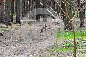 Brown hare wary watching in deep forest. Wild rabbit looks.