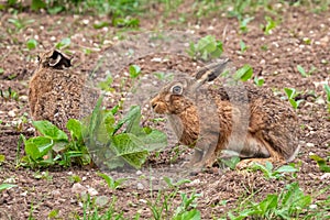 Brown Hares feeding in a Yorkshire field.