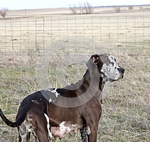 Brown harlequin great dane female dog standing in pasture