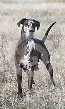 Brown harlequin Great Dane standing in field in winter grass