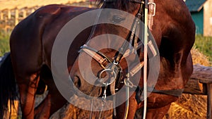 Brown harnessed horse stands on ranch grass and turns head