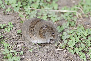 Brown harvest mouse