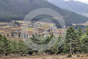 Brown harvested terraced rice paddies