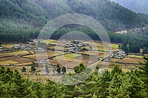 Brown harvested terraced rice paddies