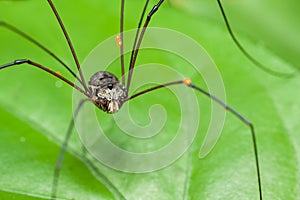 Brown harvestman (Daddy Longlegs) resting on leaf