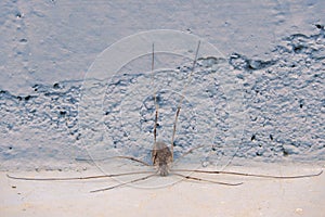 Harvestman