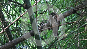 Brown Hawk-owl Brown BooBook Ninox scutulata Cute Birds of Thailand