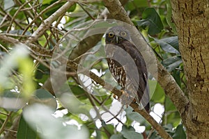 Brown Hawk Owl perch on the tree in nature.