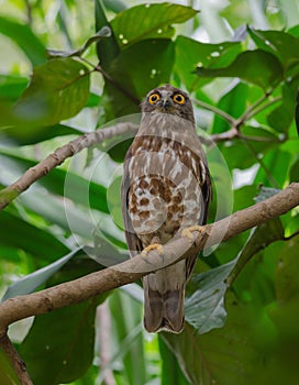 Brown Hawk Owl perch on the tree in nature