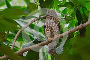 Brown Hawk Owl perch on the tree in nature