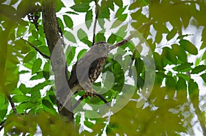 Brown Hawk Owl perch on the tree in nature