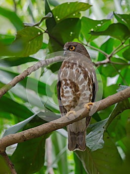 Brown Hawk Owl perch on the tree in nature