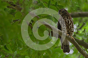 Brown Hawk Owl perch on the tree in nature