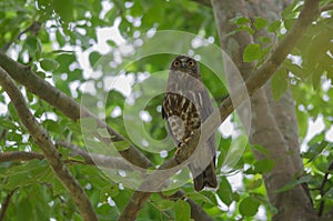 Brown Hawk Owl perch on the tree in nature