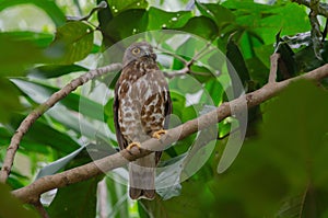 Brown Hawk Owl perch on the tree in nature