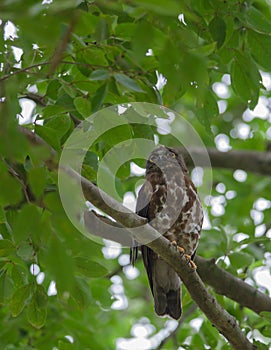 Brown Hawk Owl perch on the tree in nature