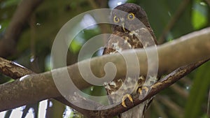 Brown Hawk-Owl on Tree Branch