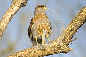 Brown Hawk perched on a brach