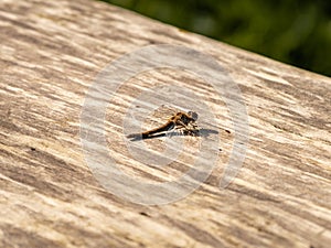 Brown Hawker (Aeshna Grandis) Dragonfly