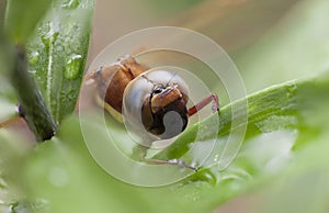 Brown Hawker Dragonfly Aeshna grandis