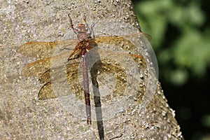 A Brown Hawker Dragonfly Aeshna grandis perched on the trunk of a tree.