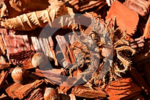 Brown hazelnuts on red wood mulch chips. seed closeup. fall season