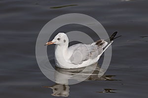 Brown head gull