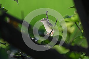 Brown head w often foraging in the morning