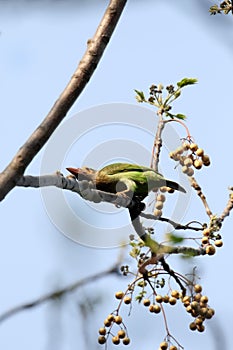 Brown headed barbet