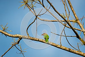 brown headed barbet or Asian barbet or Psilopogon zeylanicus bird perched in natural blue sky background terai forest pilibhit