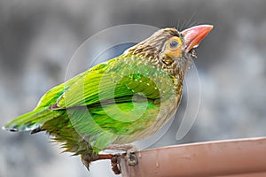 A Brown Headed Barbet