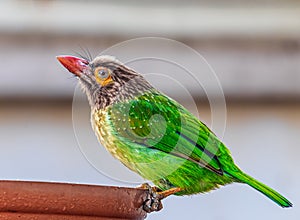A brown Headed Barbet drinking water
