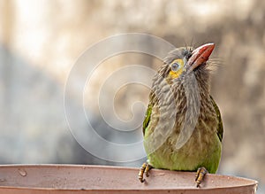 Brown Headed Barbet drinking water