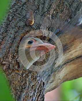 Brown-headed barbet