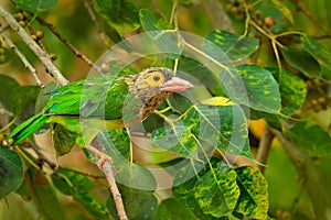 Brown-headed Barbet, Megalaima zeylanica, perched on branch. Close up vibrant green and brown and yellow blurred colourful backgro