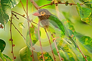 Brown-headed Barbet Megalaima zeylanica perched on branch. Close up vibrant green and brown and yellow blurred colourful backgroun