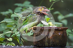 Brown-headed barbet in Minneriya national park, Sri Lanka