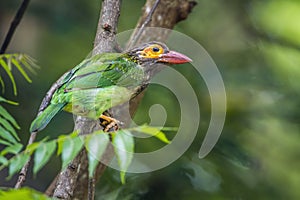 Brown-headed barbet in Minneriya national park, Sri Lanka