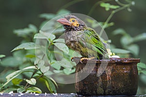 Brown-headed barbet in Minneriya national park, Sri Lanka