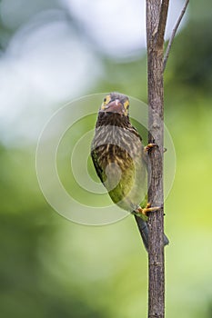 Brown-headed barbet in Minneriya national park, Sri Lanka