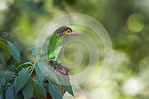 Brown-headed barbet in Minneriya national park, Sri Lanka