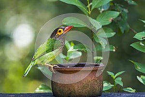 Brown-headed barbet in Minneriya national park, Sri Lanka