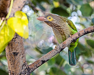 A Brown Headed Barbet Resting on a branch