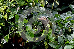 Brown-headed Barbet sitting on branch and enjoying its prey