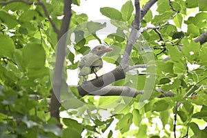 Brown-headed Barbet sitting on tree branch