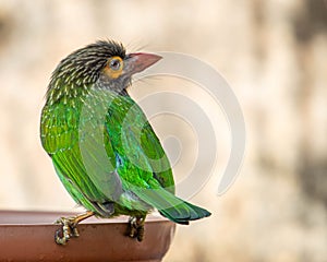 A Brown Headed Barbet